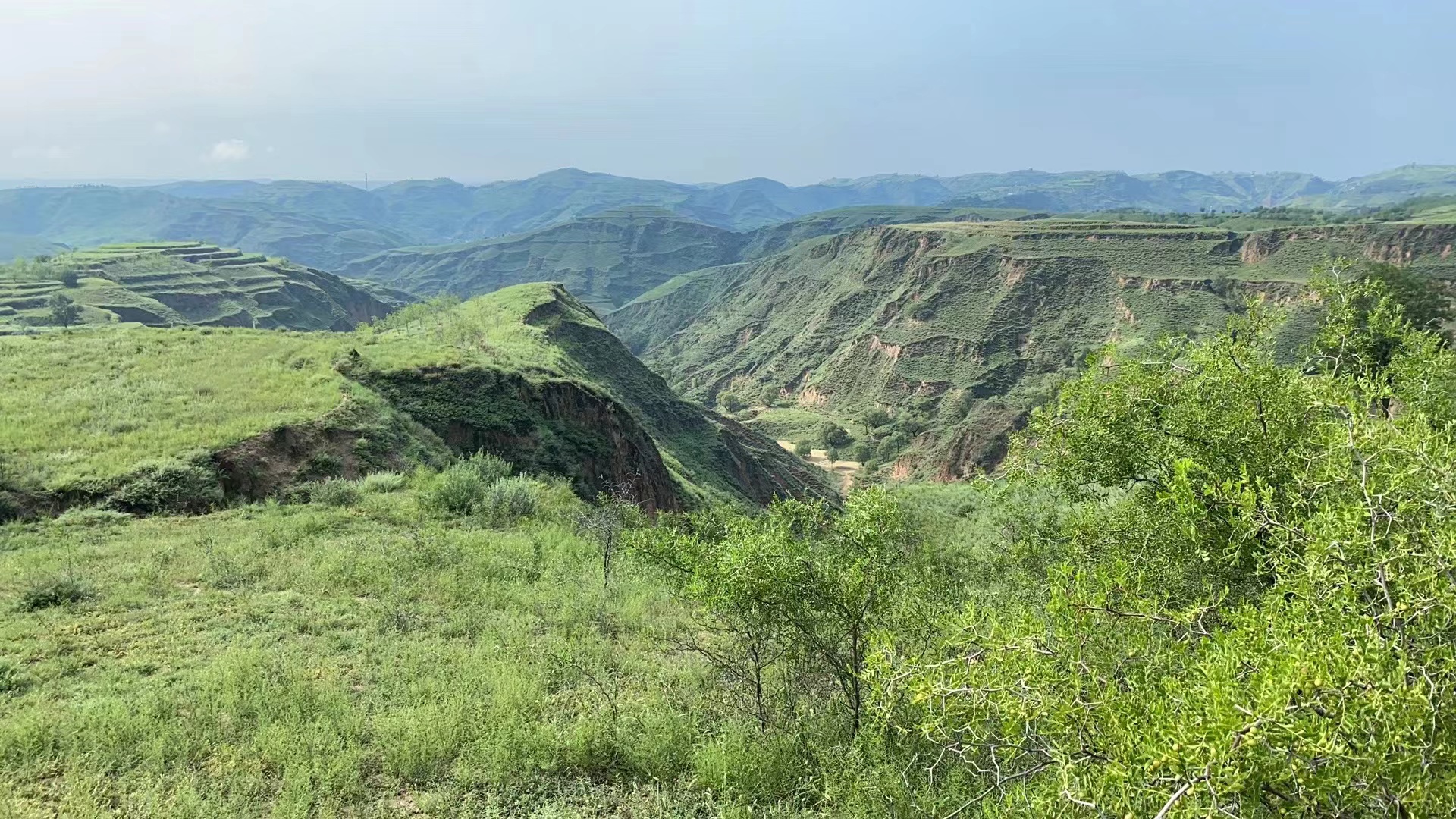绿了荒山头.jpg
