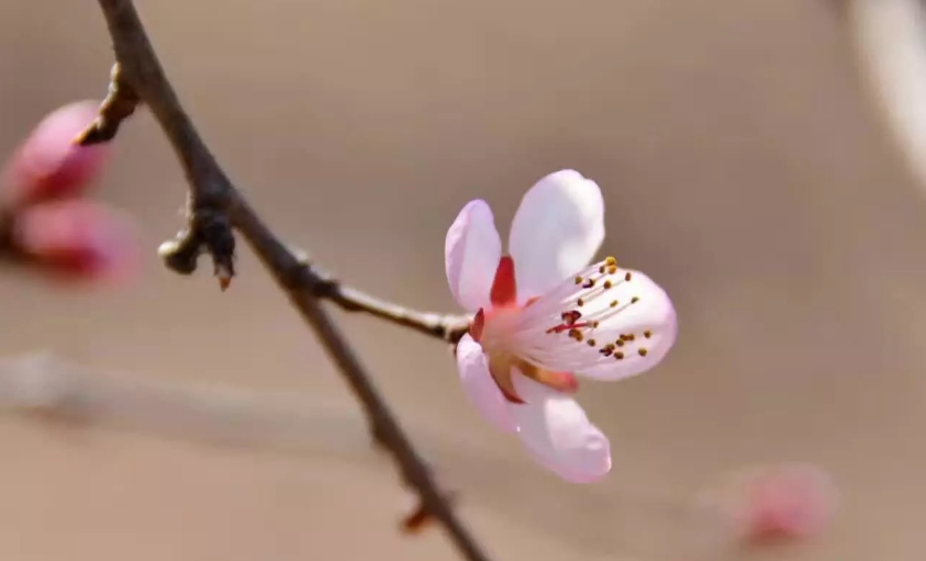 春花.png