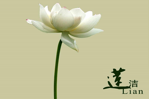 廉洁的花朵_副本.png